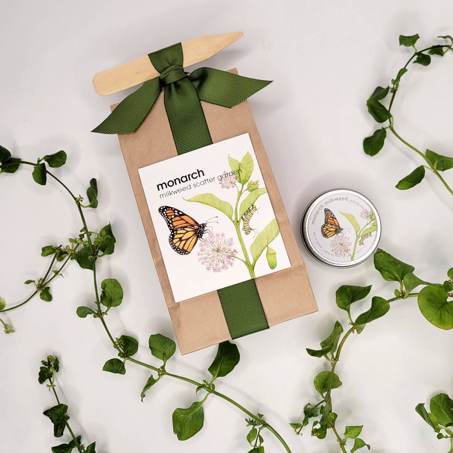 Greeting Card | Monarch Butterfly Life Cycle | Best Seller: 4.25" x 5.5"