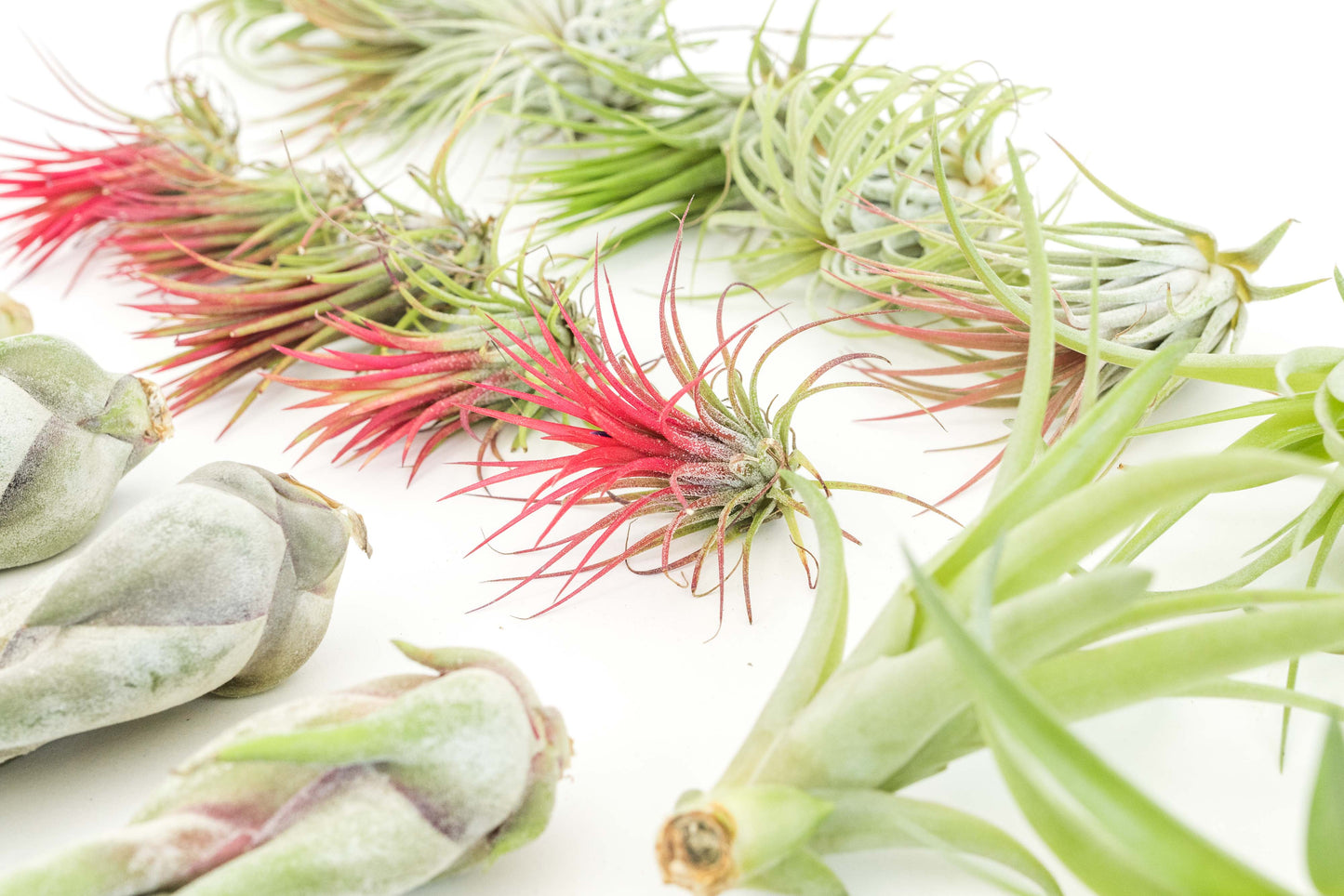 Assorted Tillandsia Air Plants