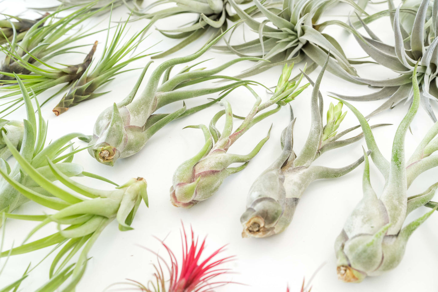 Assorted Tillandsia Air Plants