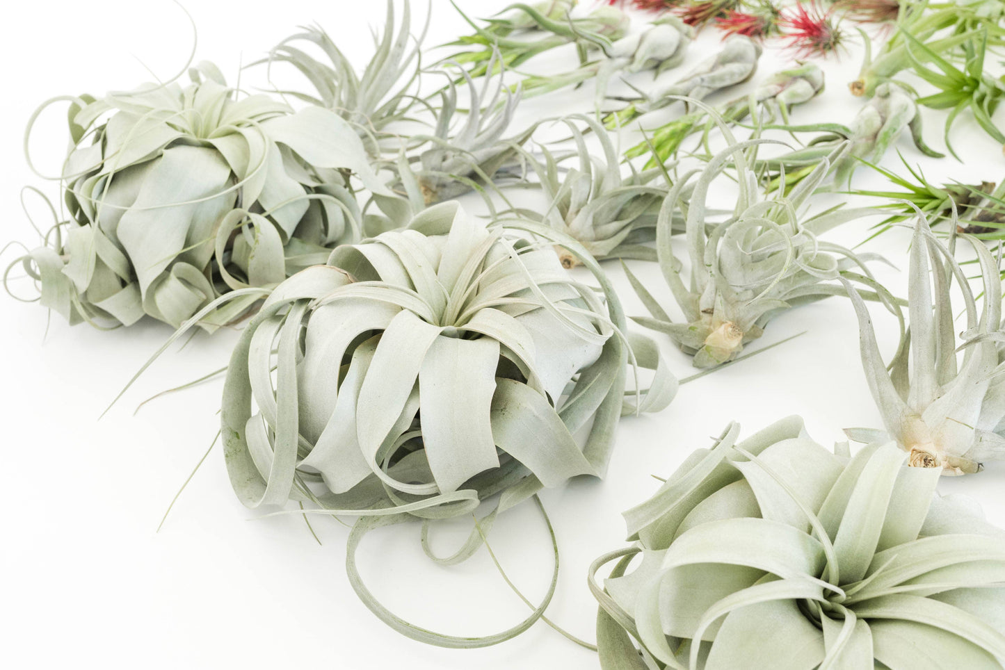 Assorted Tillandsia Air Plants