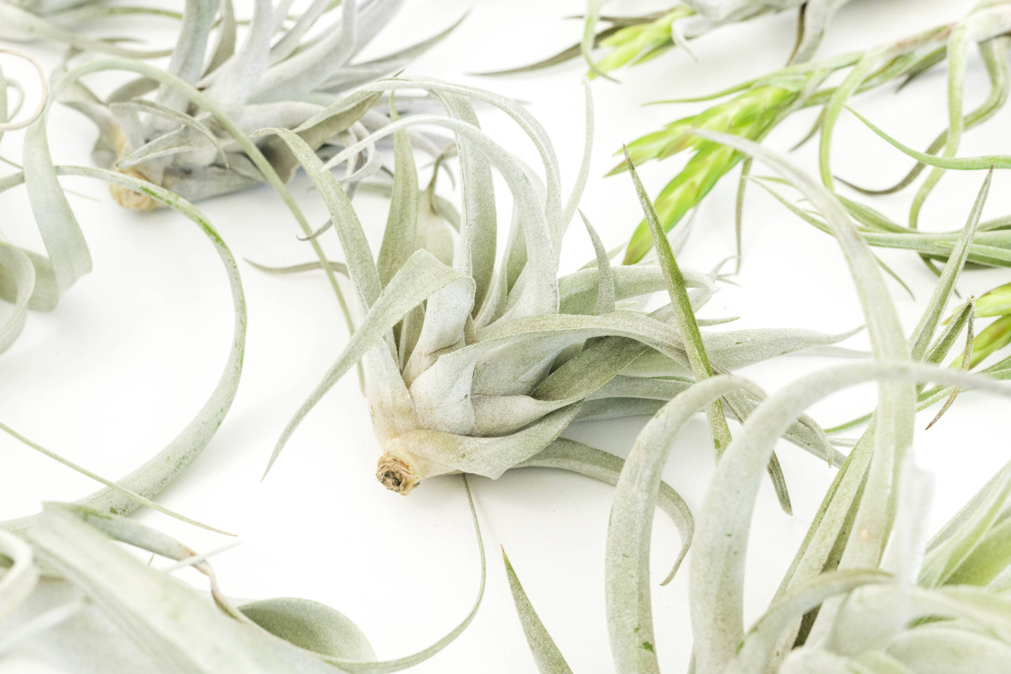 Assorted Tillandsia Air Plants