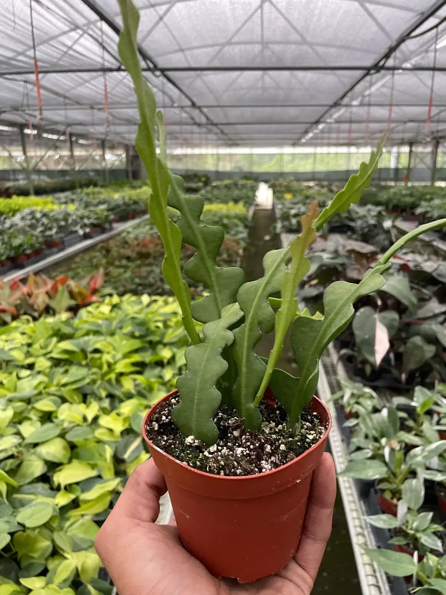 EPIPHYLLUM RIC RAC CACTUS 4-inch