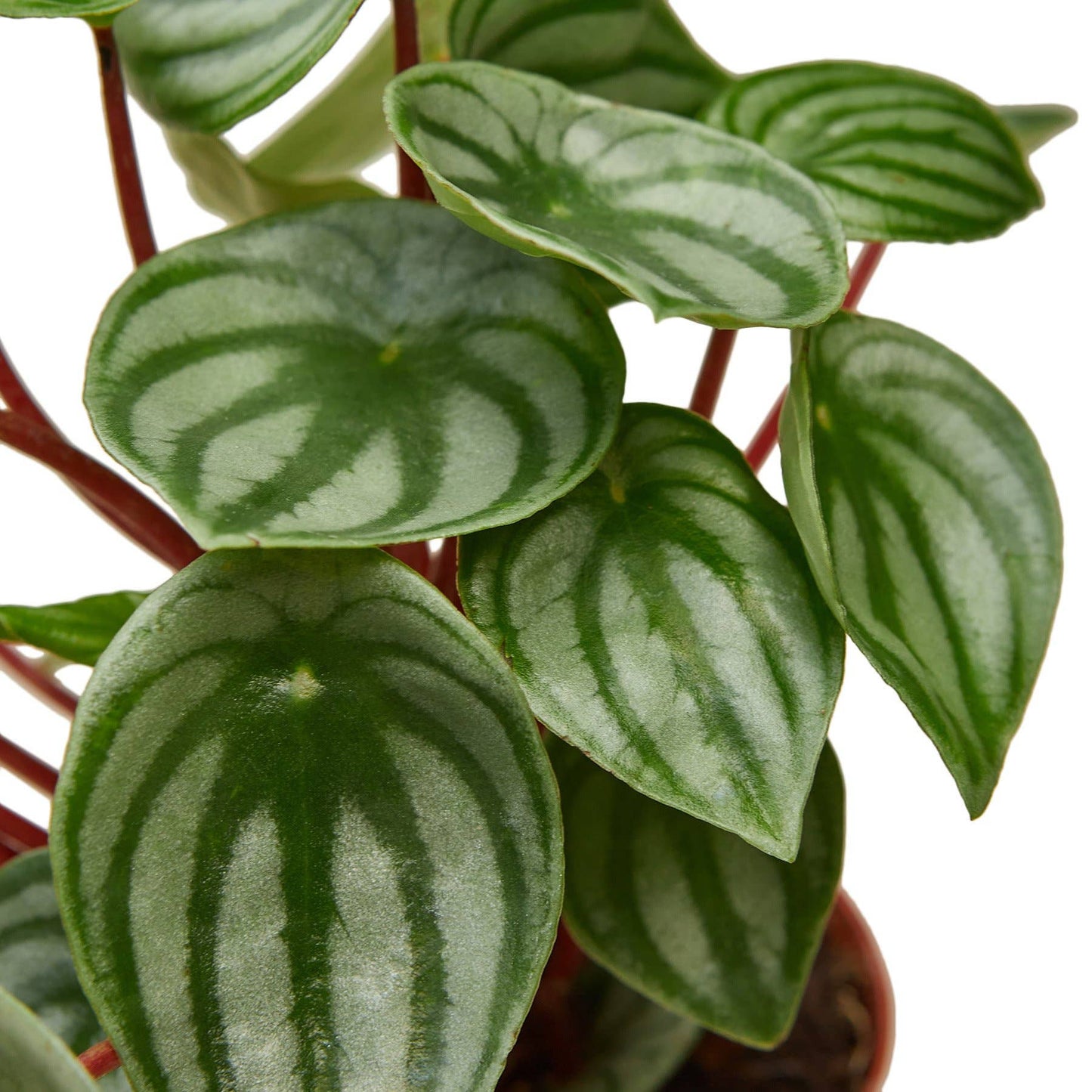 PEPEROMIA WATERMELON 6-inch