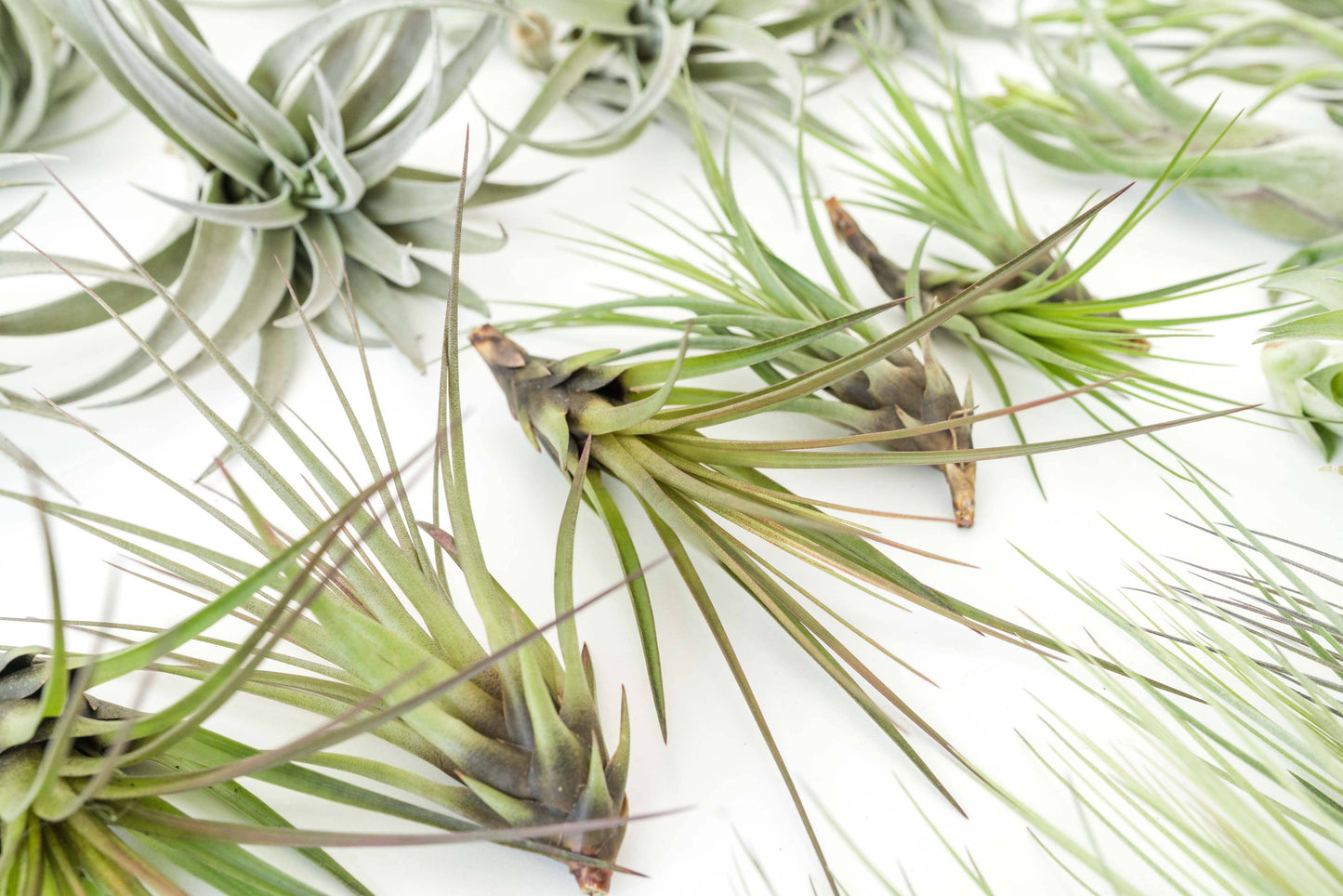 Assorted Tillandsia Air Plants