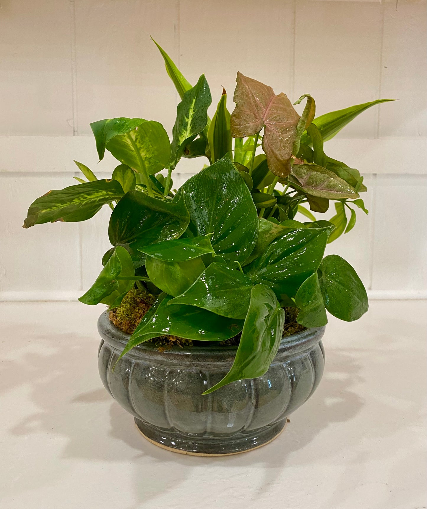 Plant Arrangement