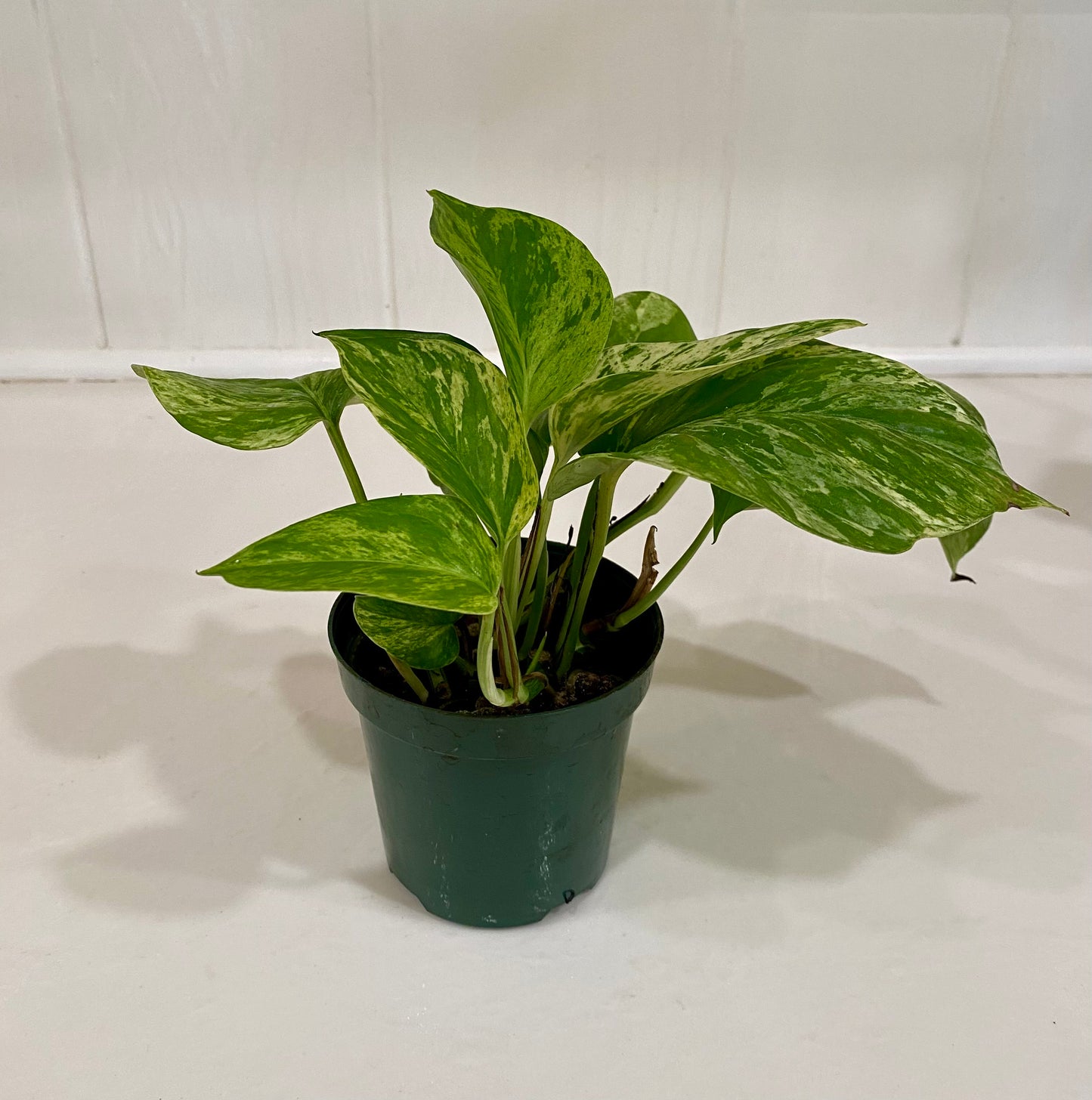 Pothos Plant