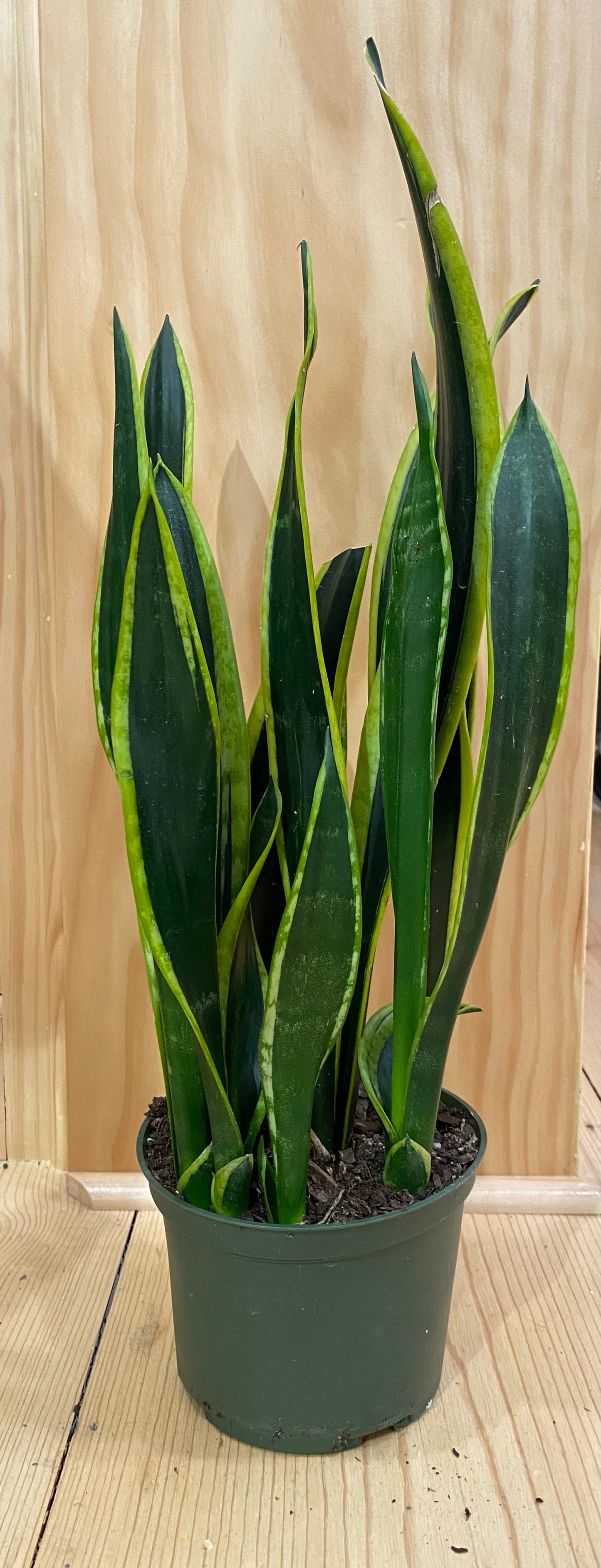 Snake Plant