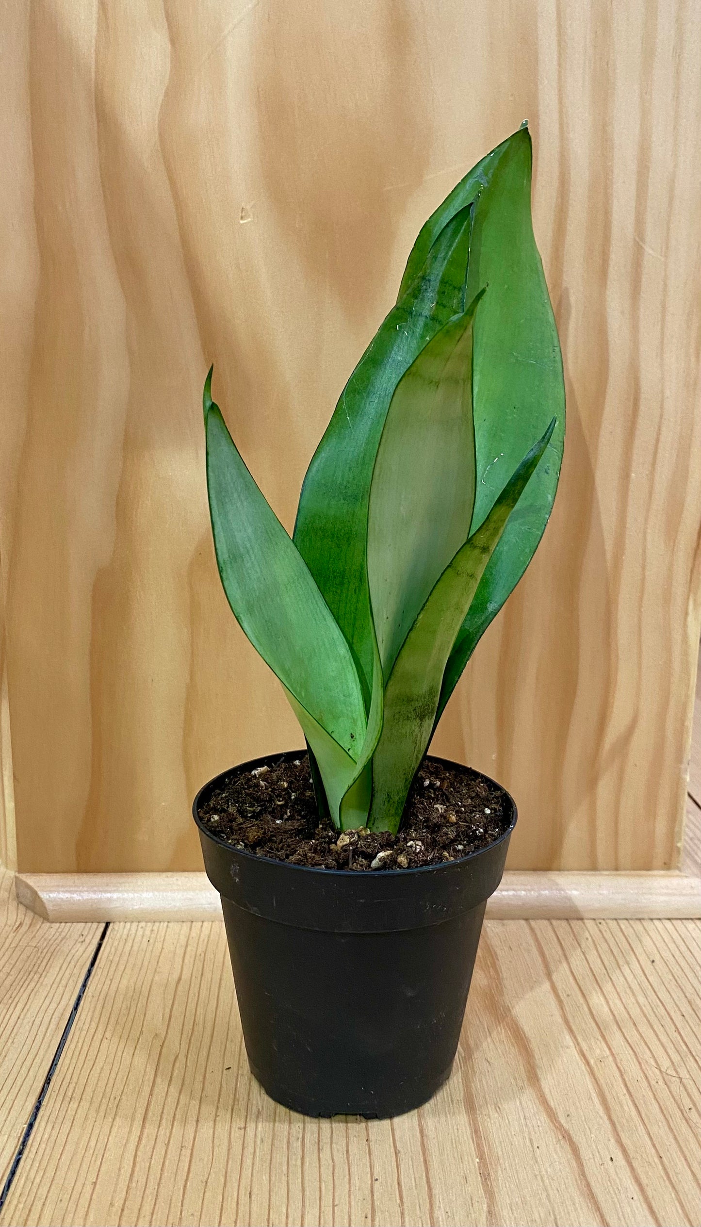 Snake Plant