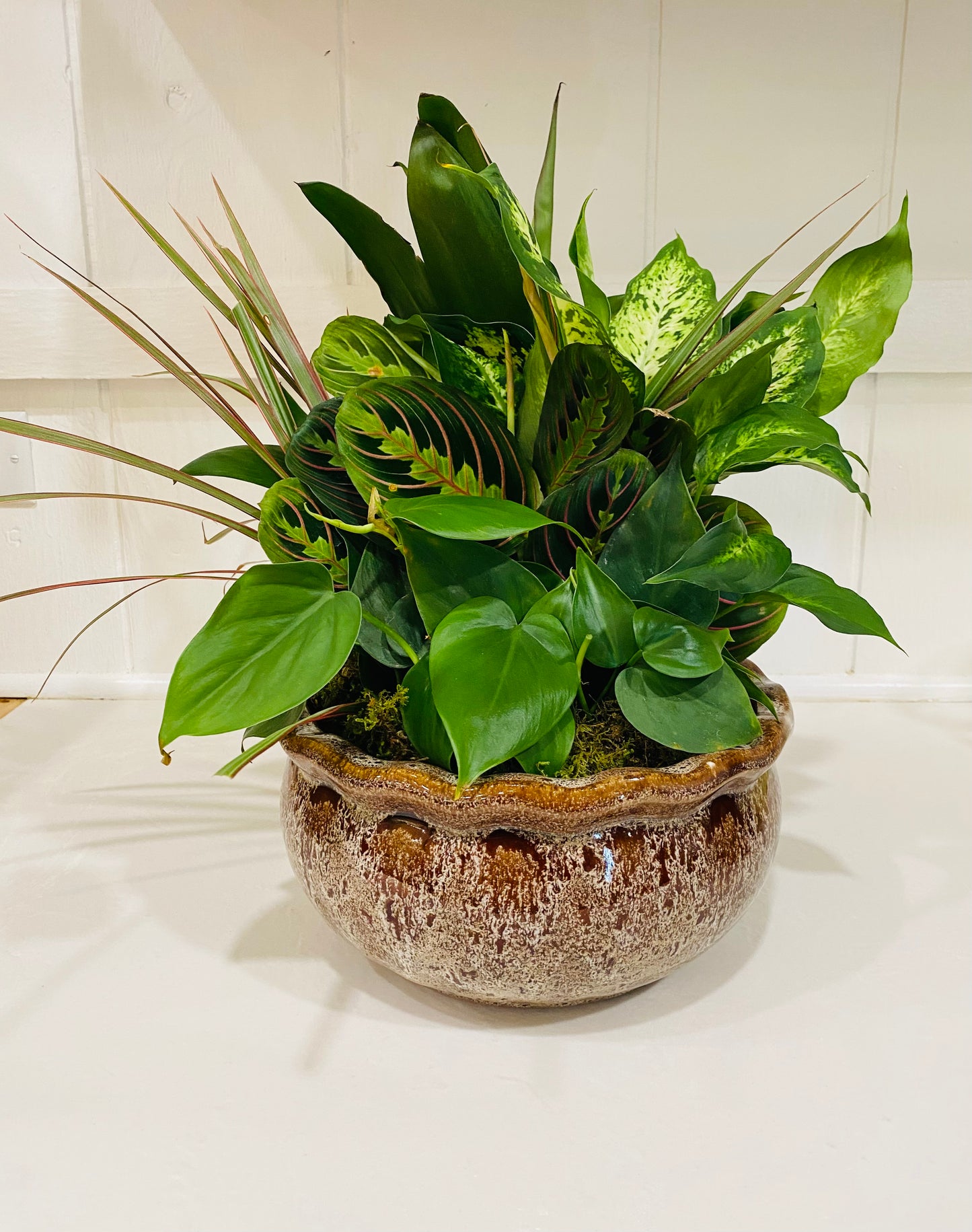 Plant Arrangement