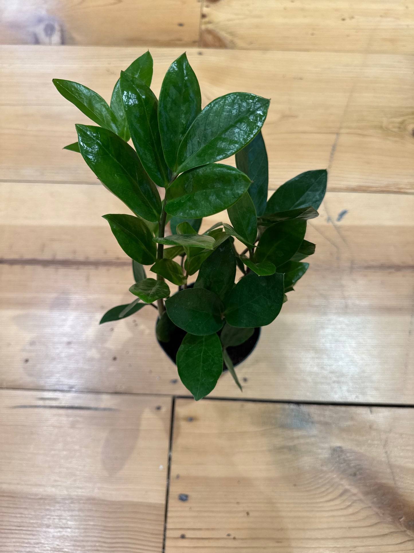 ZZ Plant