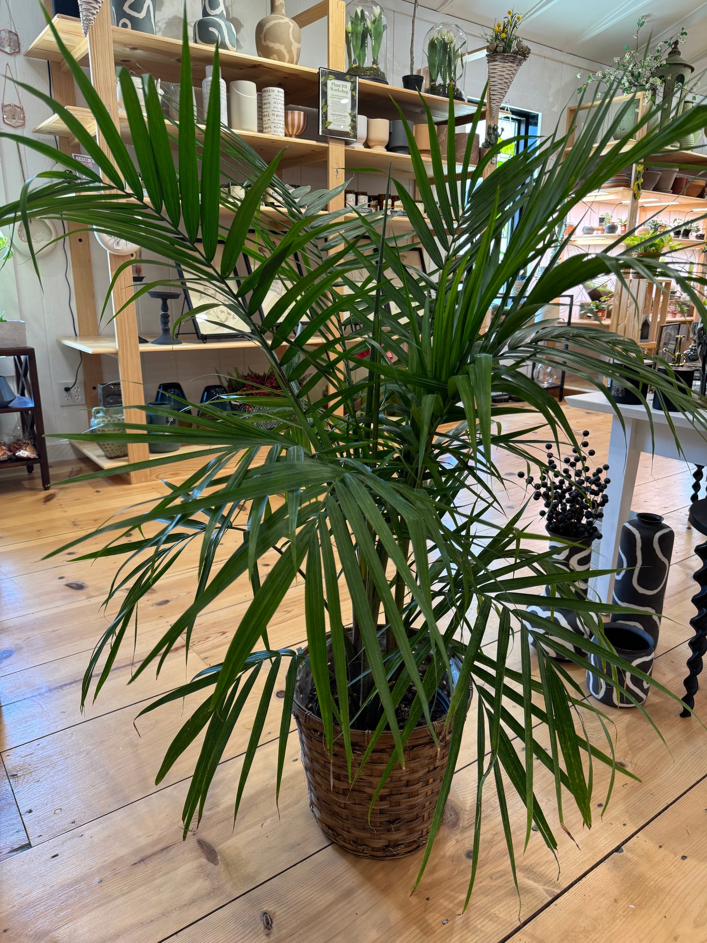 10 inch Farewell Plant with Basket