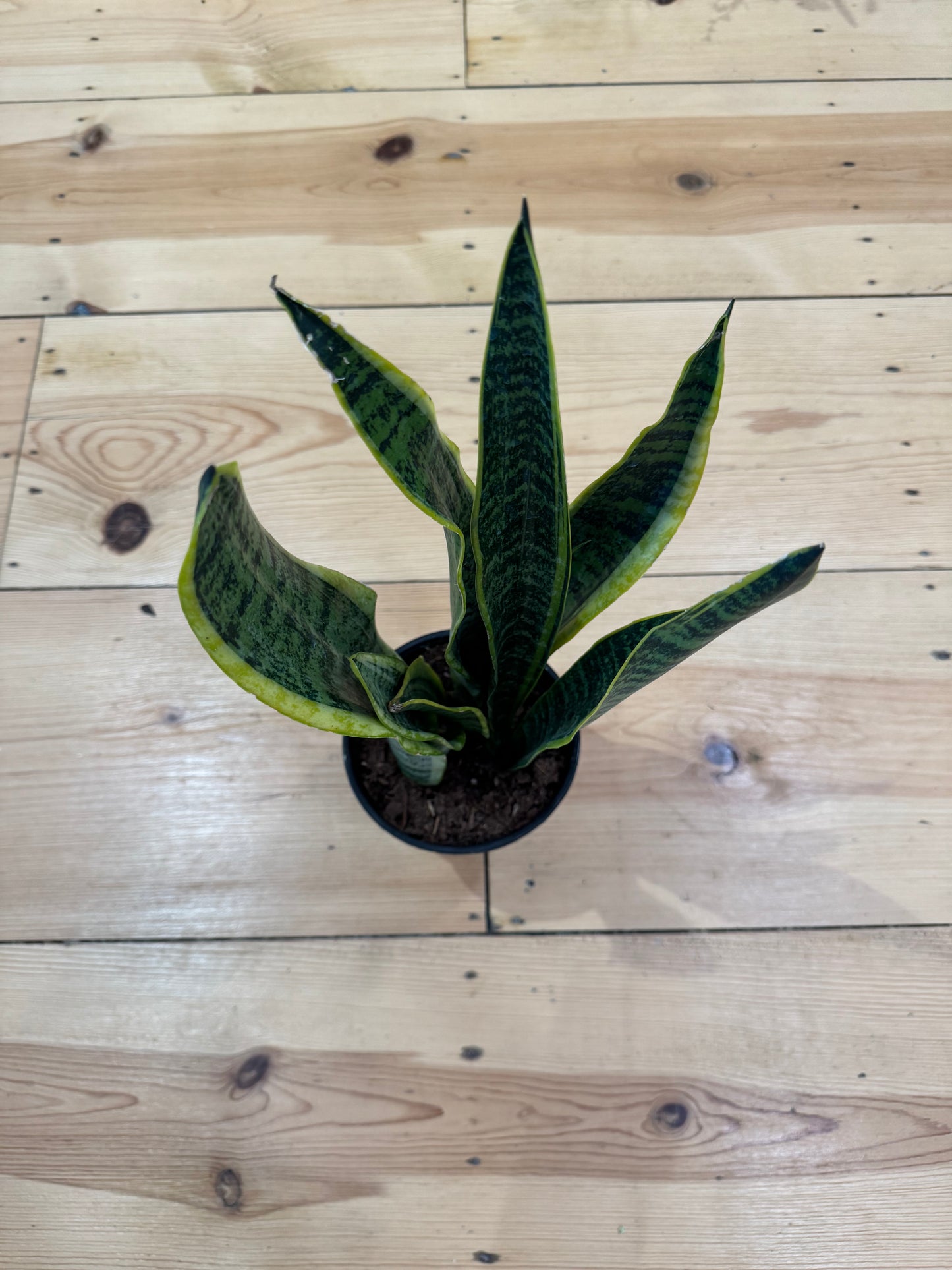 Snake Plant