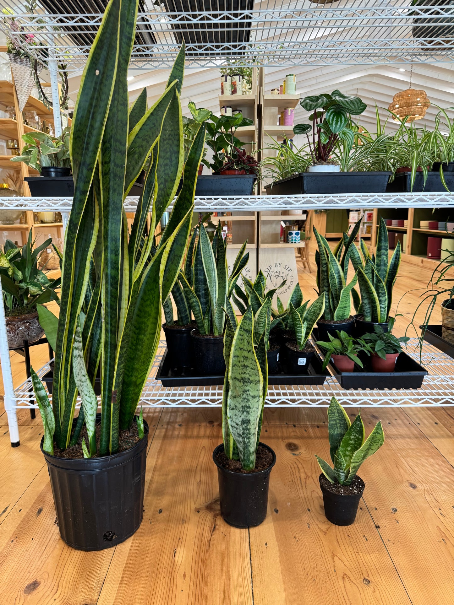 Snake Plant