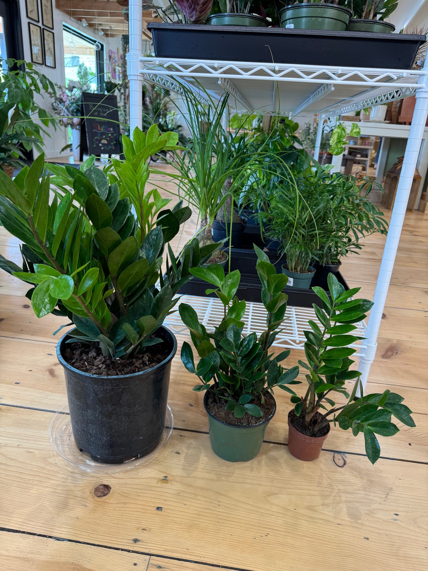ZZ Plant