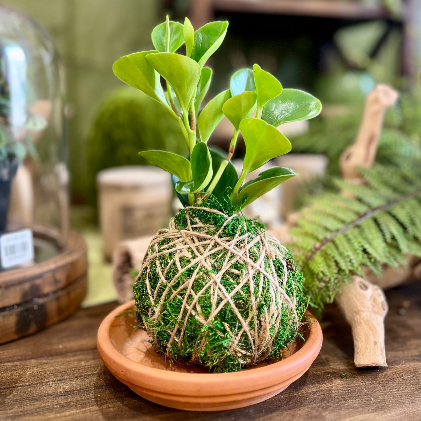 Main Street Botanicals Kokedama Plant