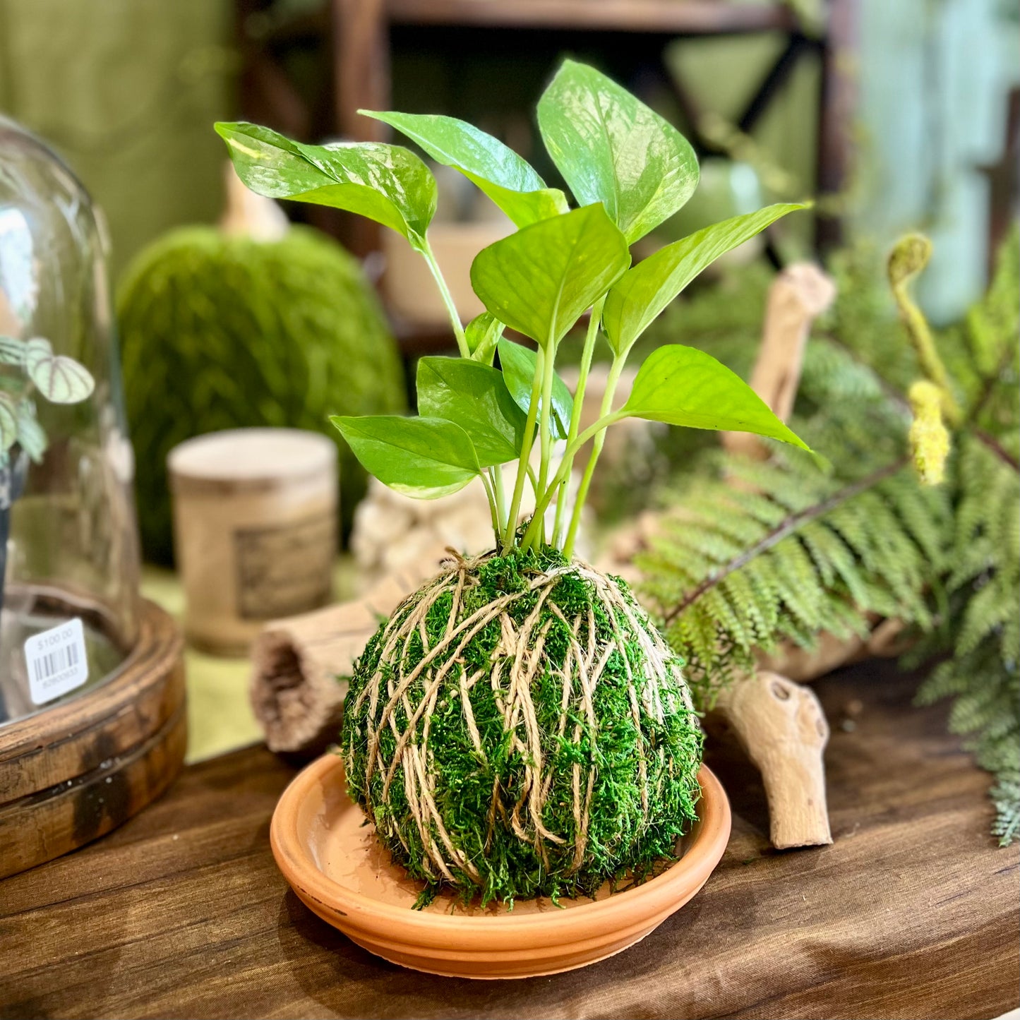 Main Street Botanicals Kokedama Plant