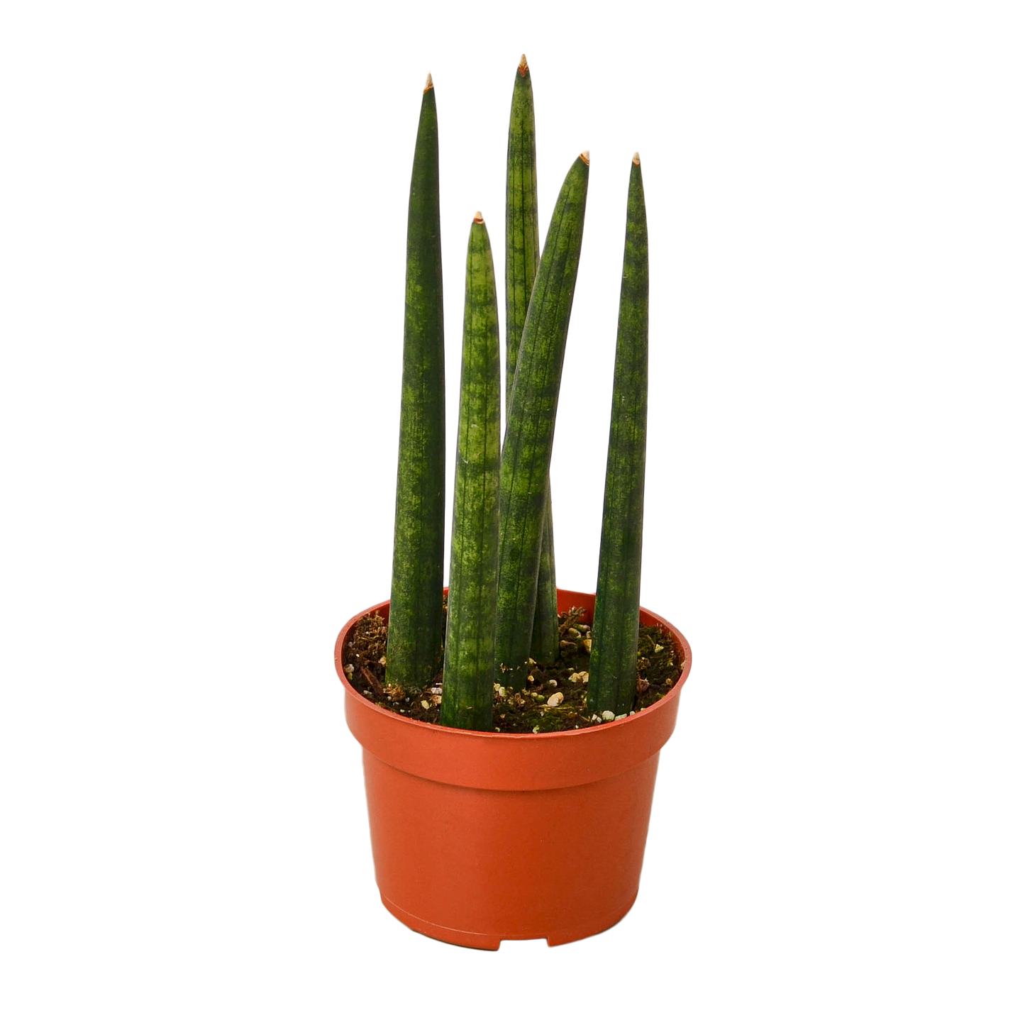 SNAKE CYLINDRICA 4-inch