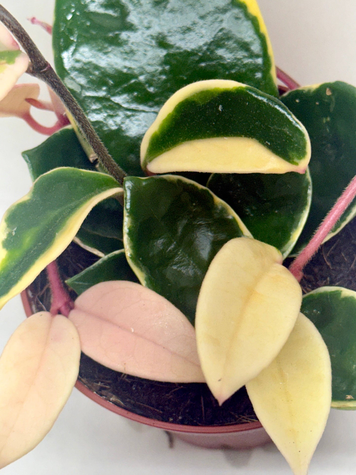 Hoya Carnosa 'Krimson Queen': 4" Pot