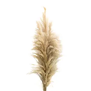 Pampas Grass Stem