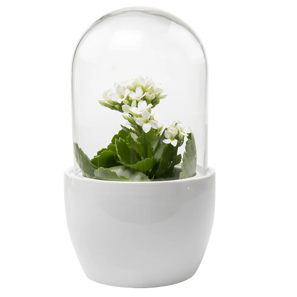 Pill Glass Terrarium