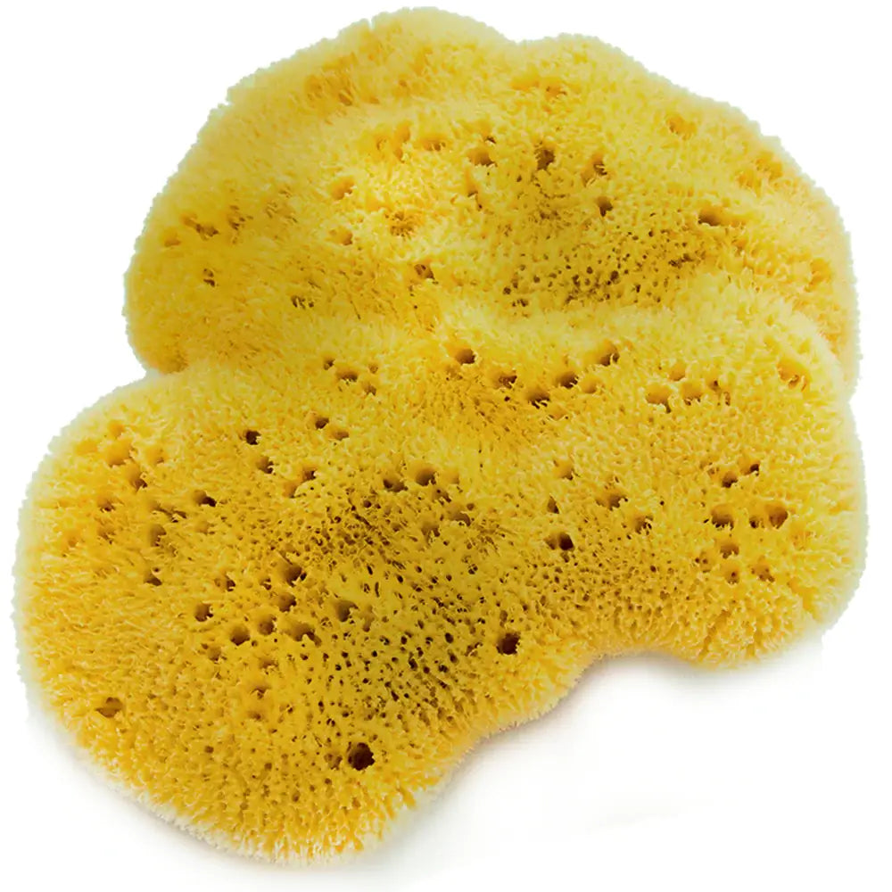 Caribbean Grass Sea Sponge