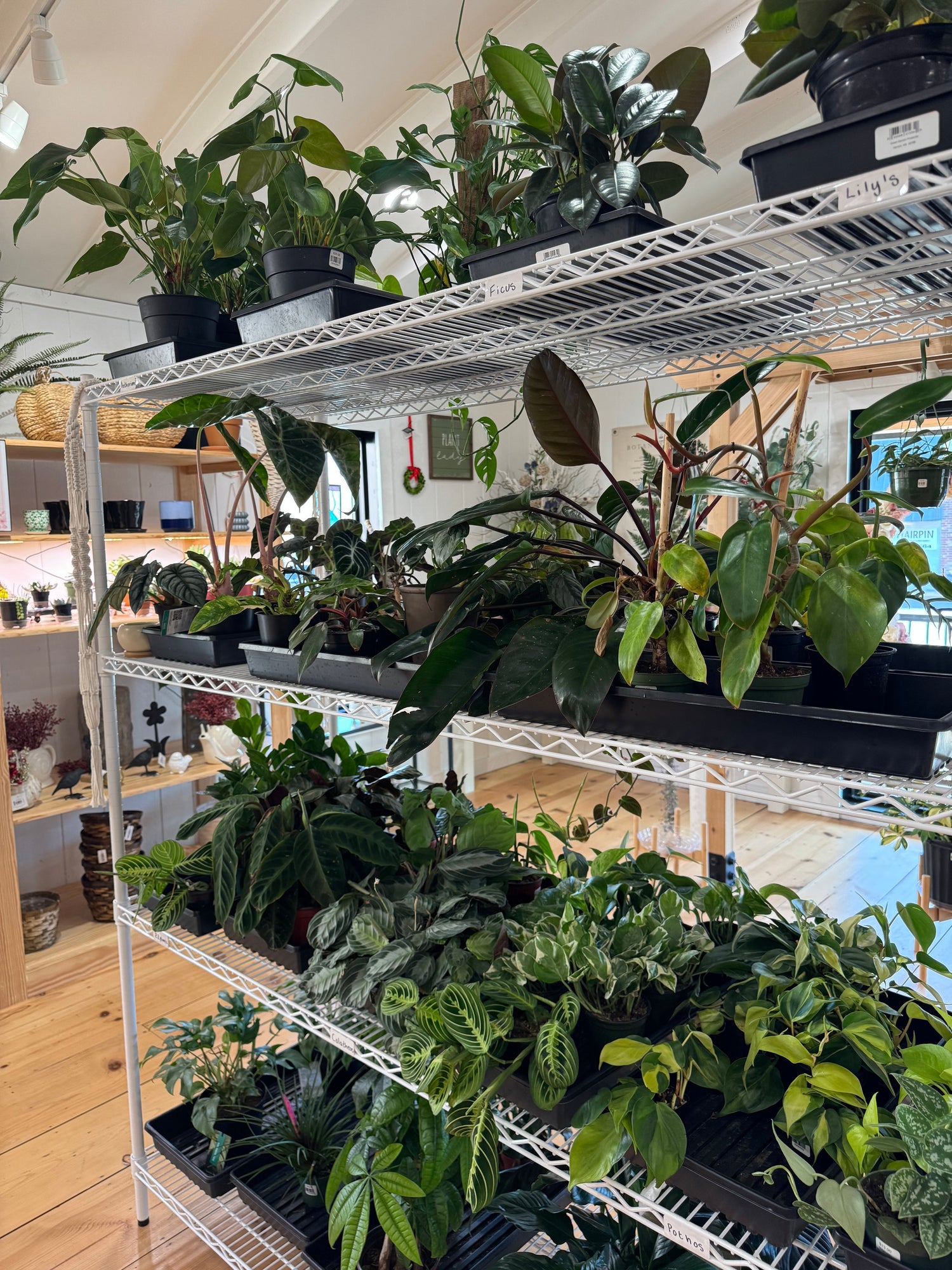Plants