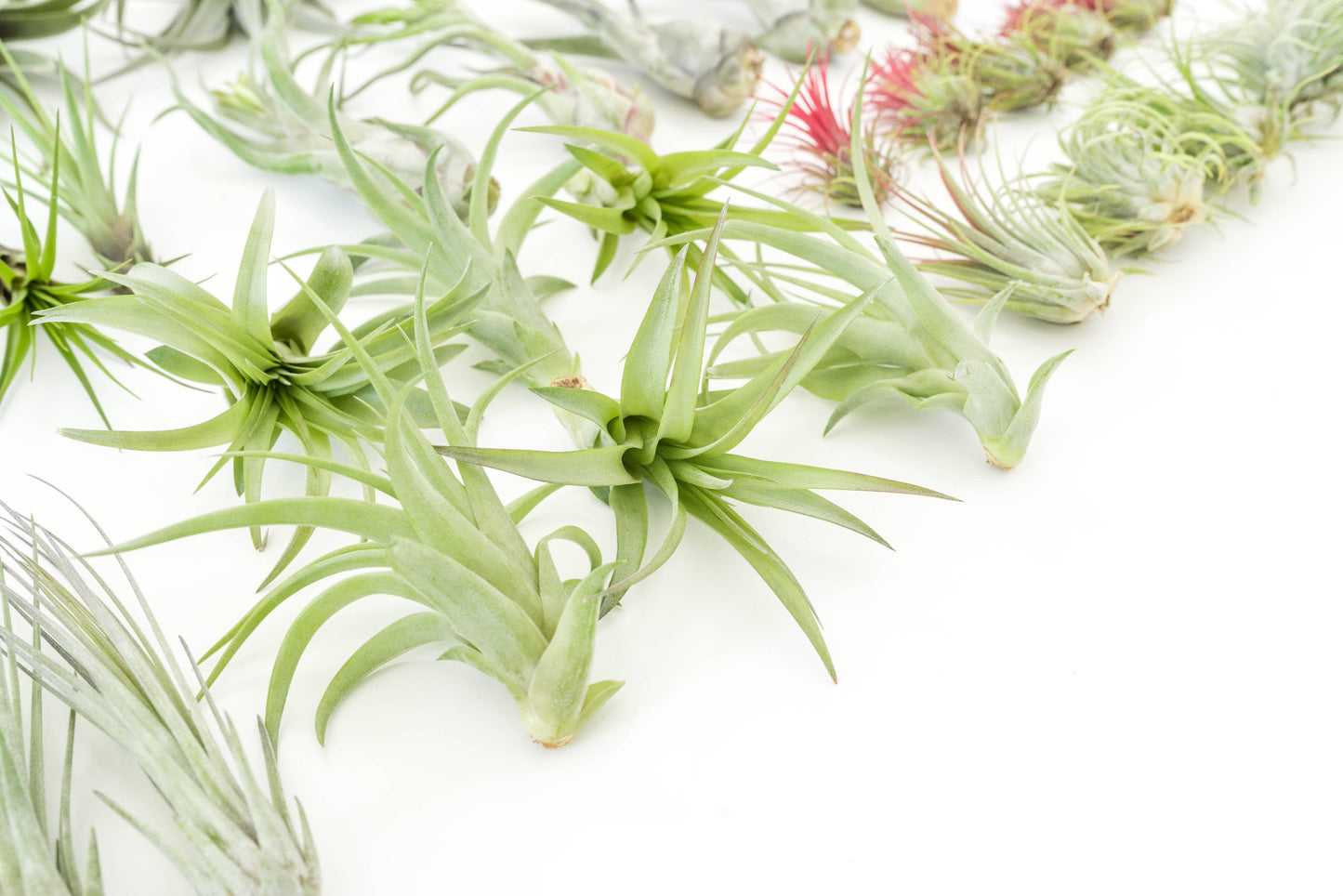 Assorted Tillandsia Air Plants