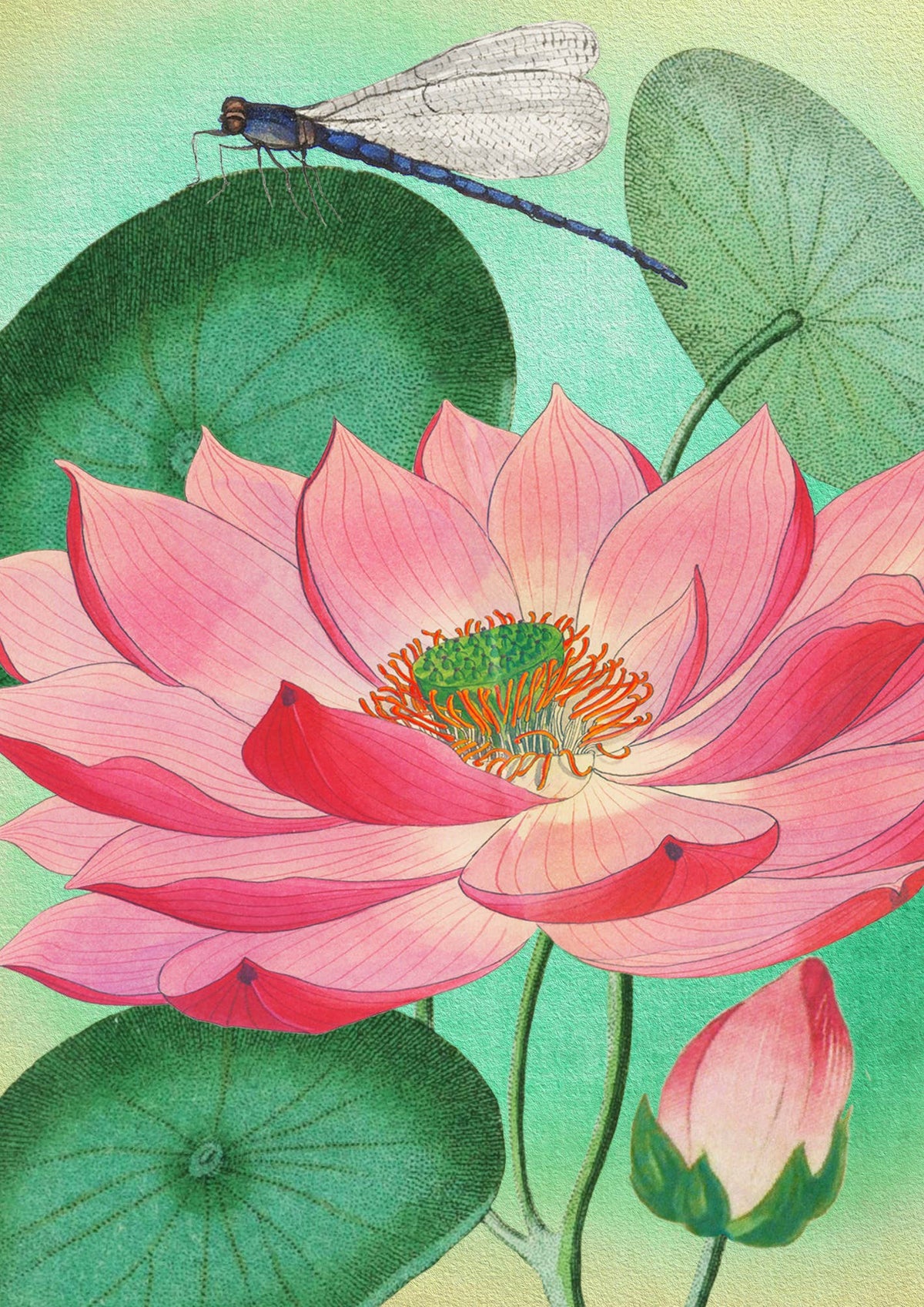 The Dragonfly & the Lotus Flower Greeting Card