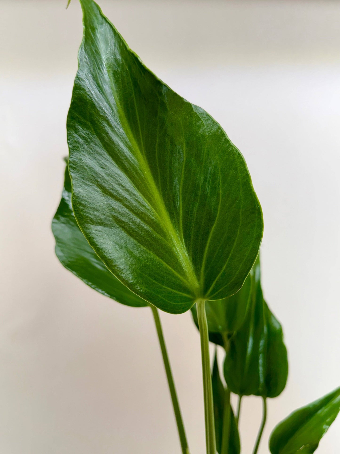 Monstera Burle Marx Flame: 6" Pot