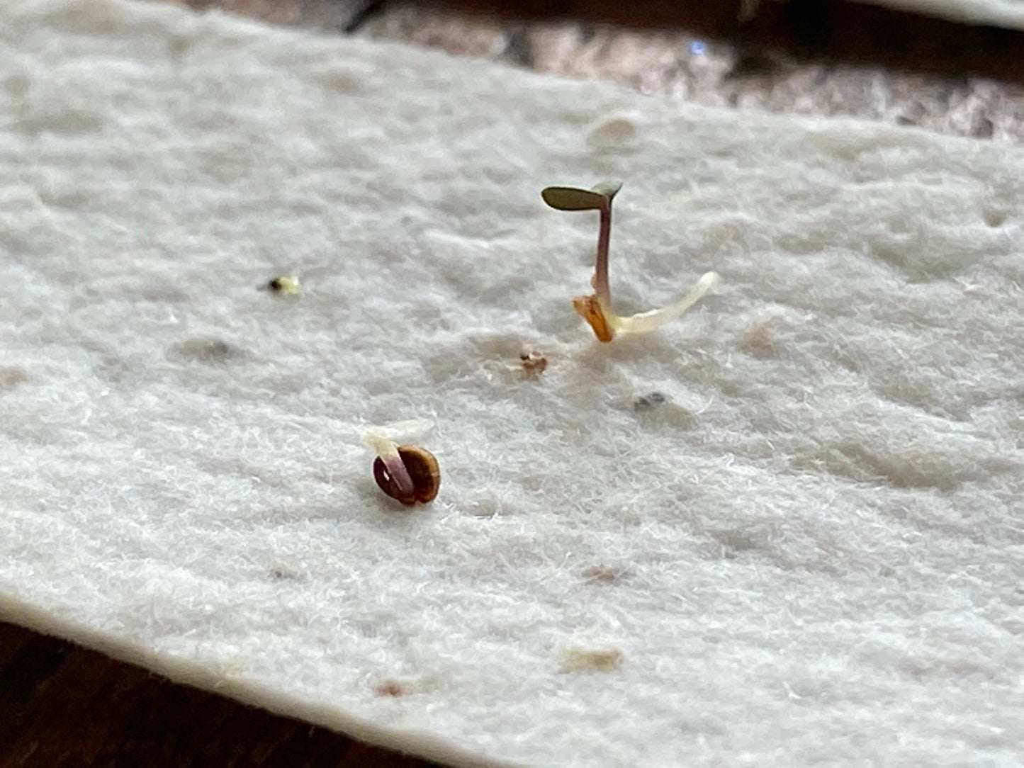 Plantable Birthday Card | Wildflower Seed | Eco Garden