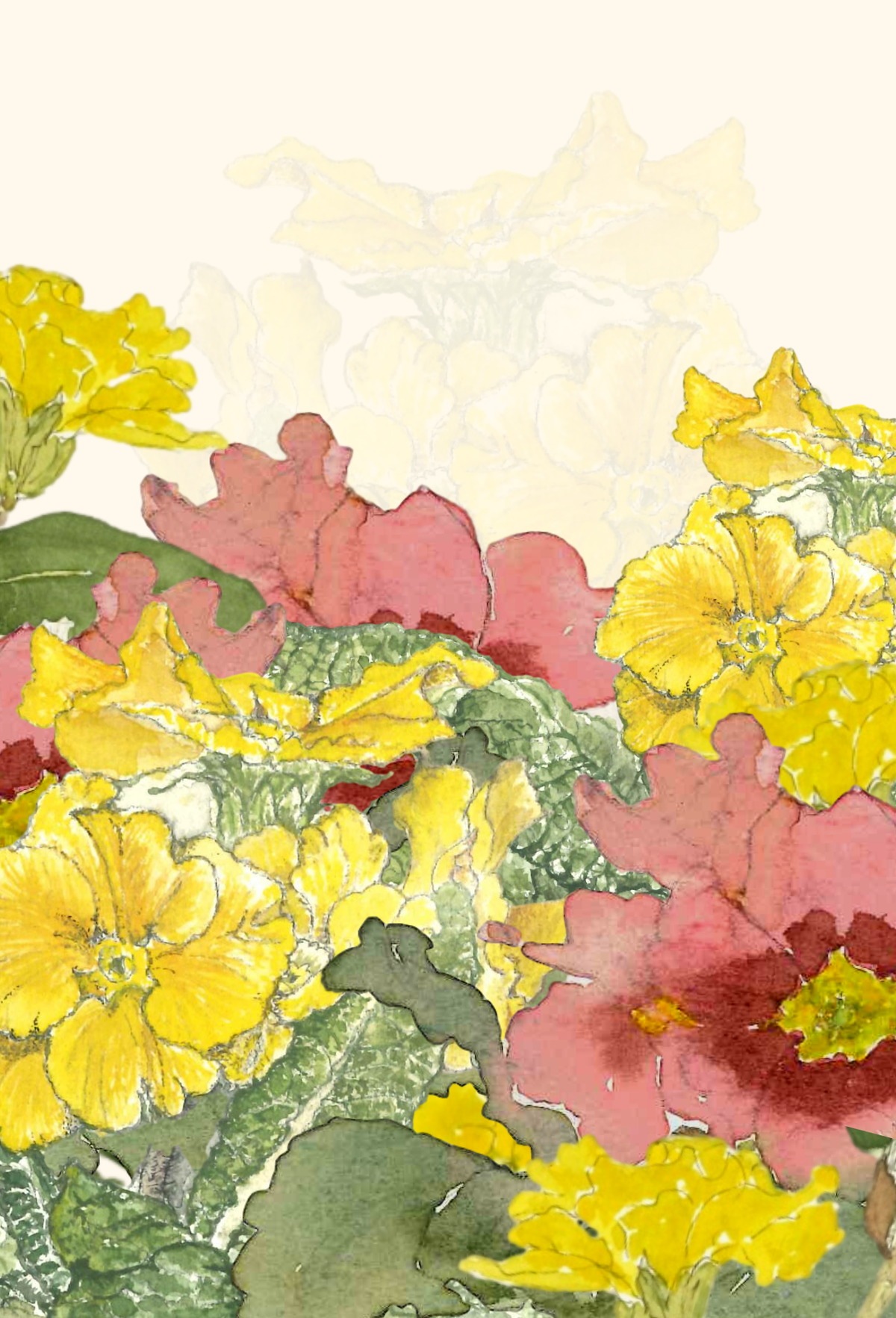 Primrose, greeting card