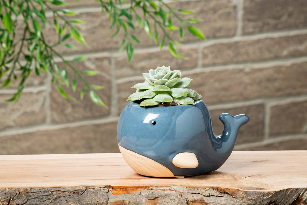 Lg Blue Whale Planter-3"H-878
