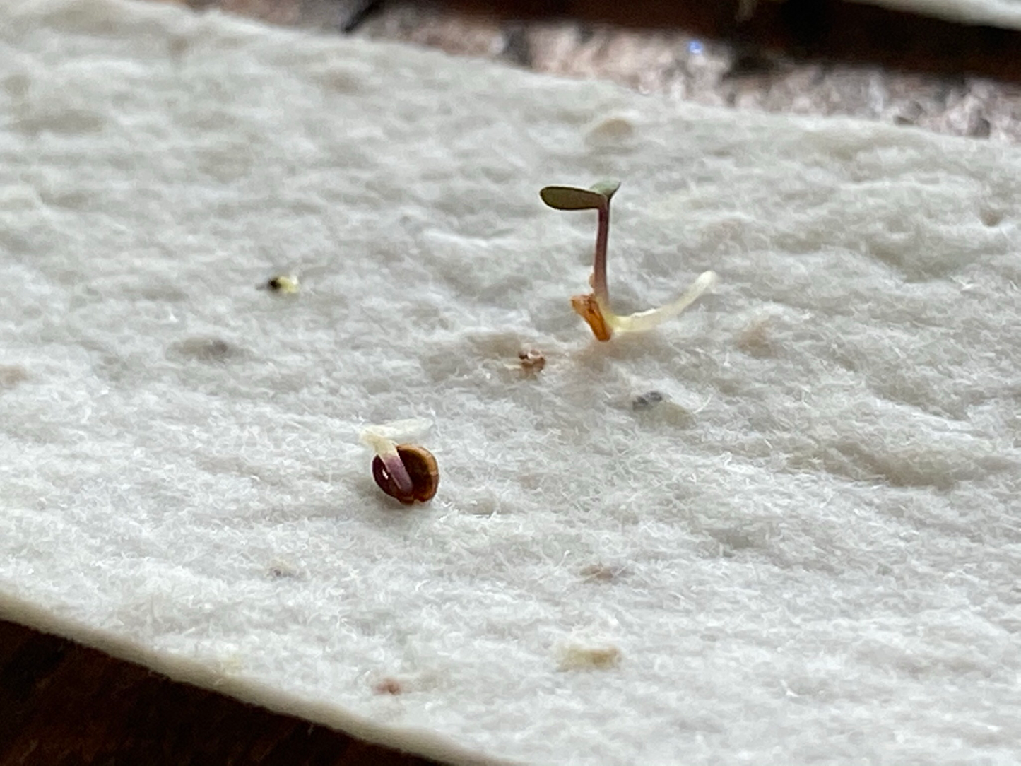 Plantable Valentine Card | Love Card | Leafy Heart