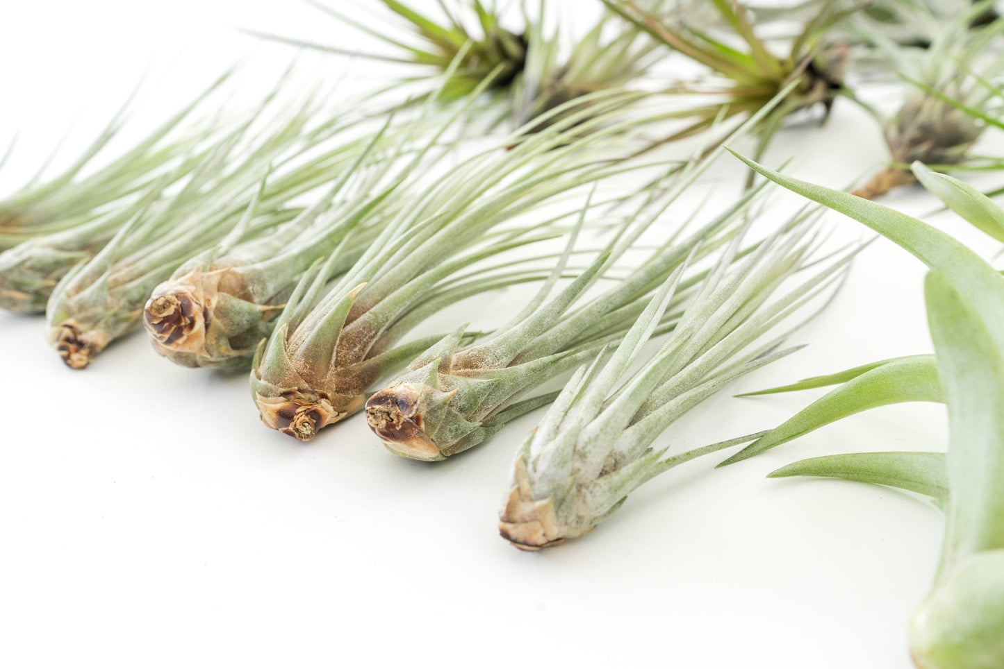 Assorted Tillandsia Air Plants