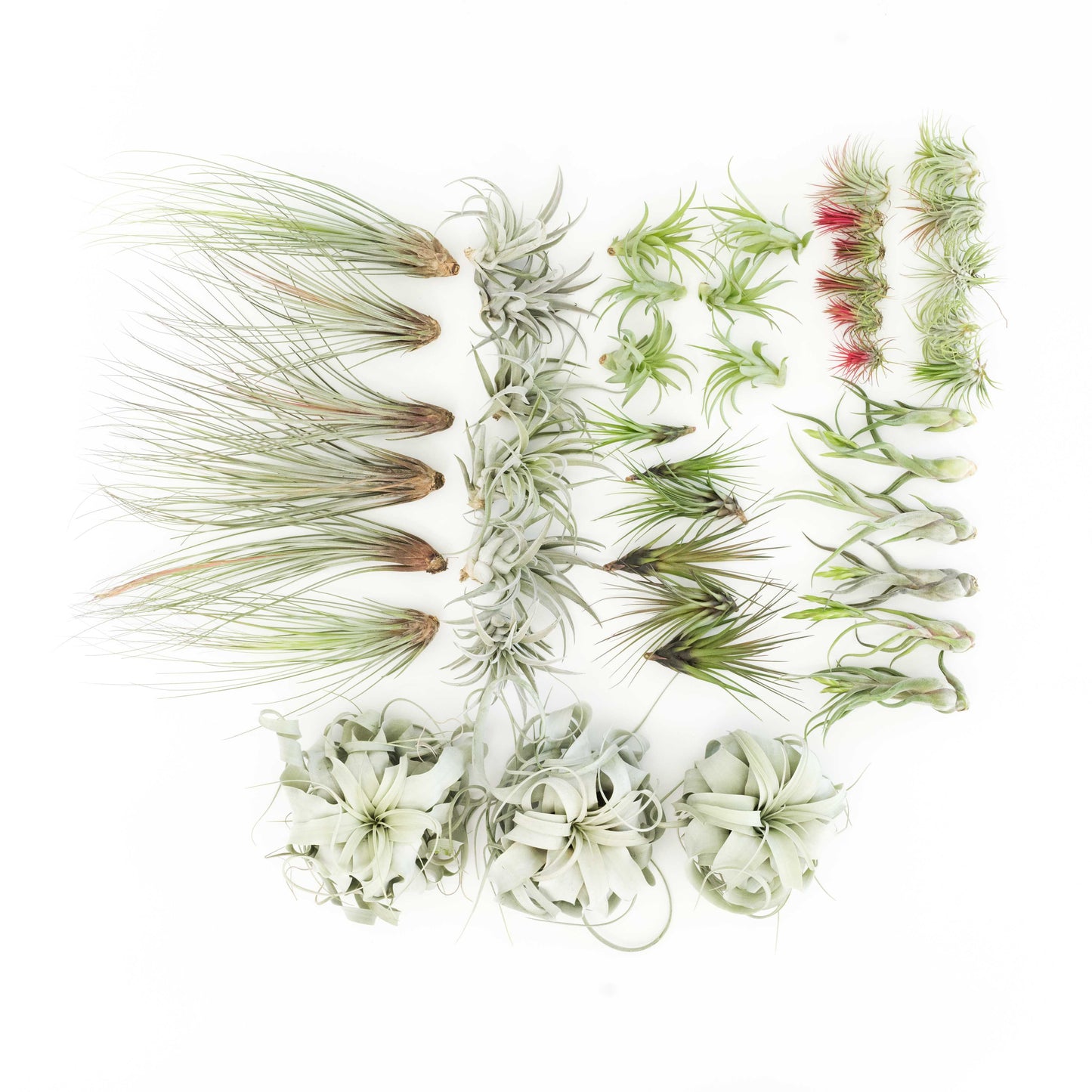 Assorted Tillandsia Air Plants