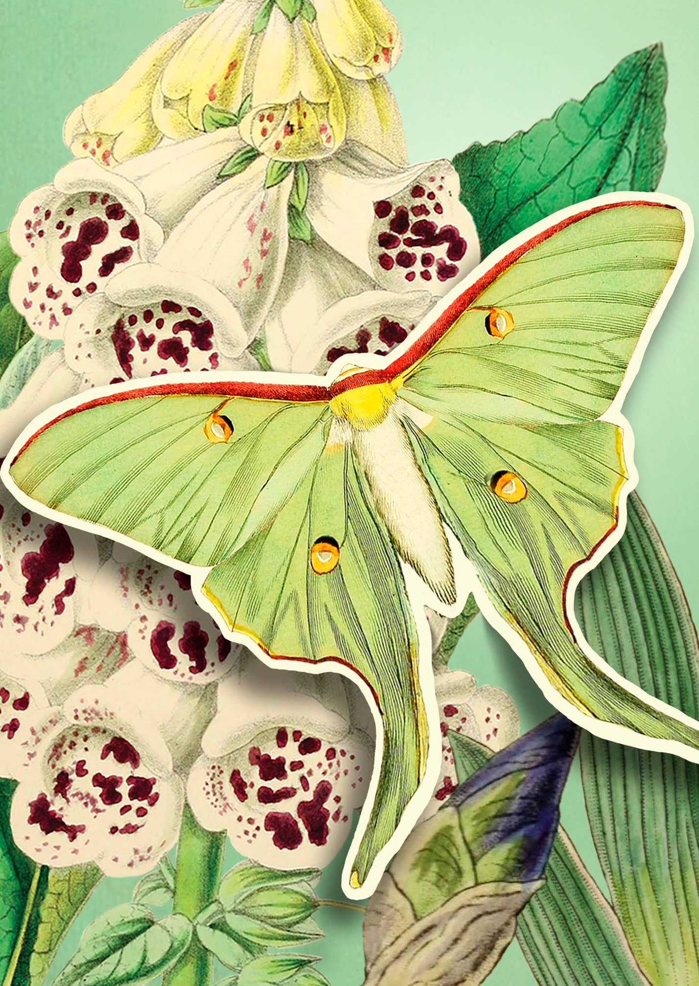 Foxglove Pop Up Card