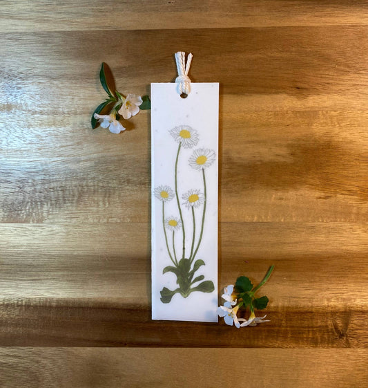 Plantable Bookmark | Eco Bookmark | English Daisy | 2 in 1