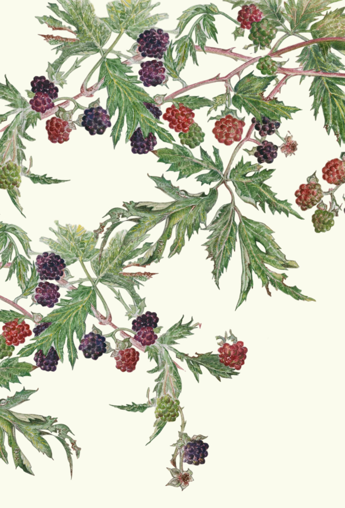 Blackberry greeting card