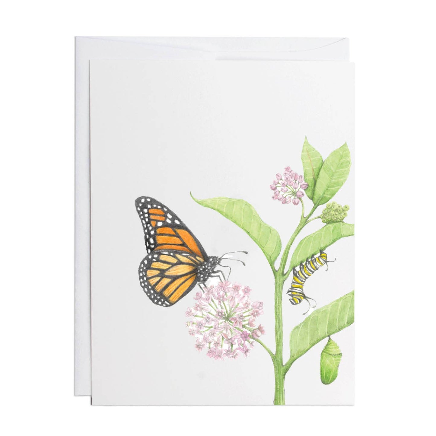 Greeting Card | Monarch Butterfly Life Cycle | Best Seller: 4.25" x 5.5"