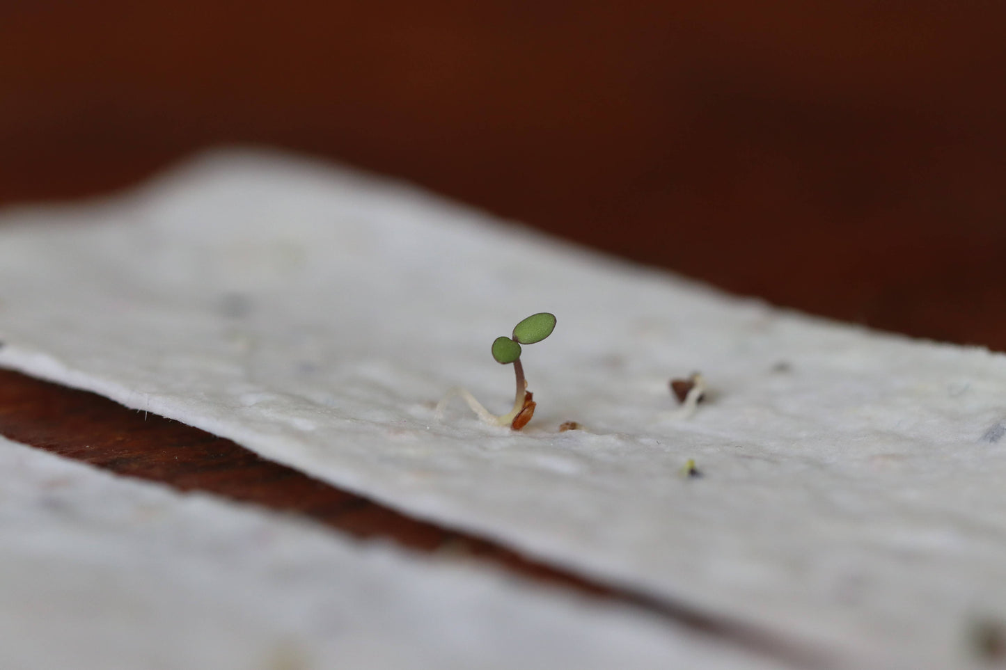 Plantable Bookmark | Eco Bookmark | Blackeyed Susan | 2 in 1