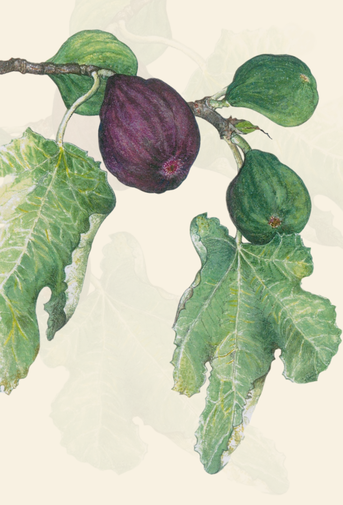 Fig greeting card