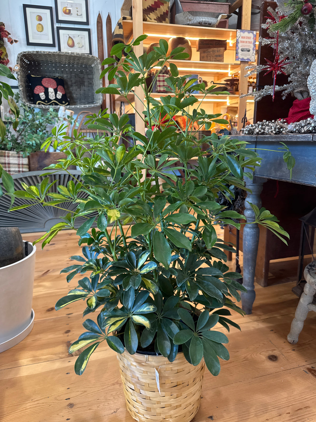 10 inch Gift Plant with Basket