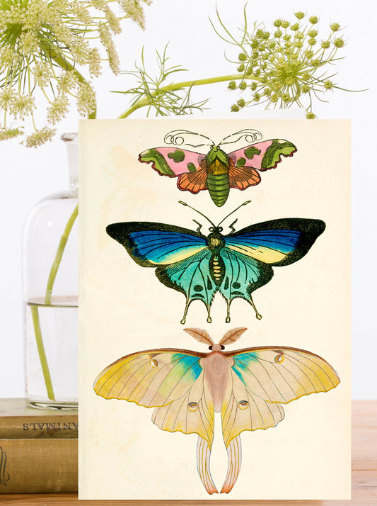 Blank Whimsical  Greeting Card
