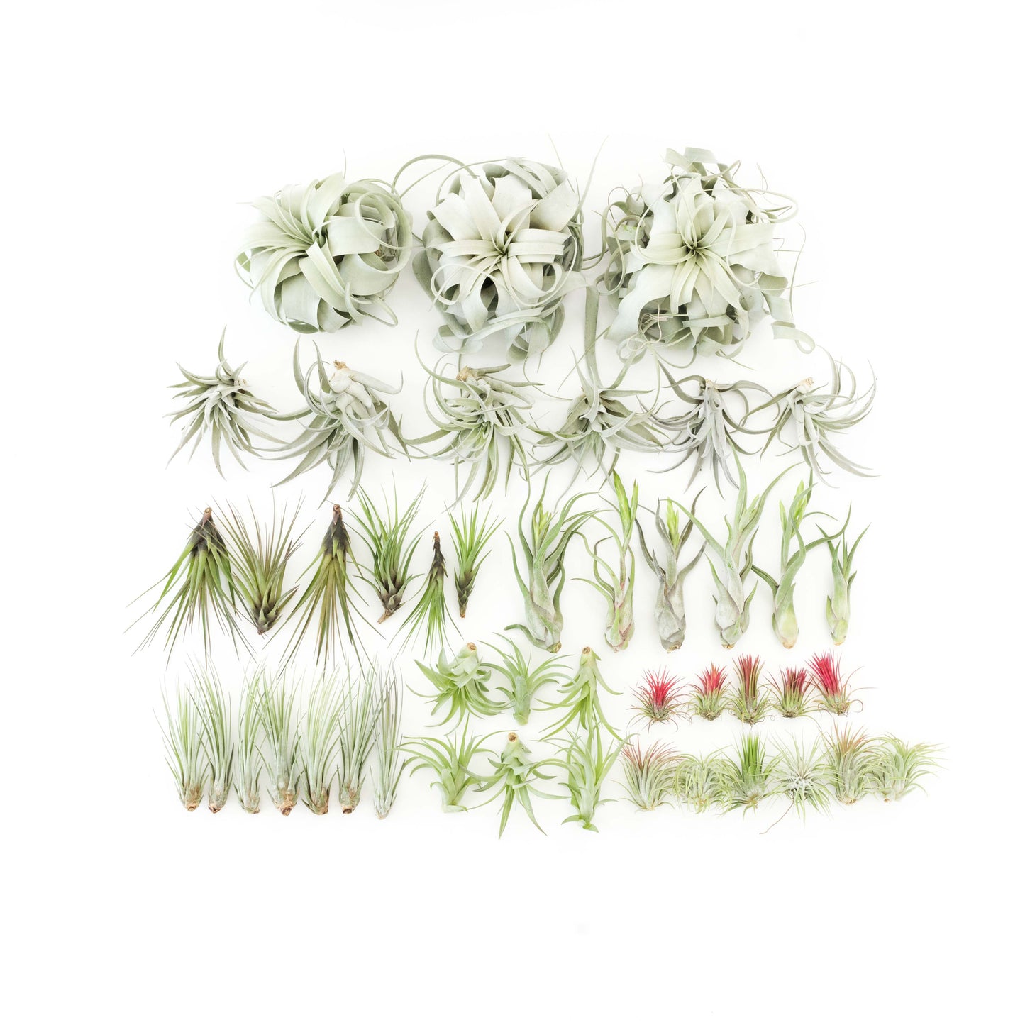 Assorted Tillandsia Air Plants