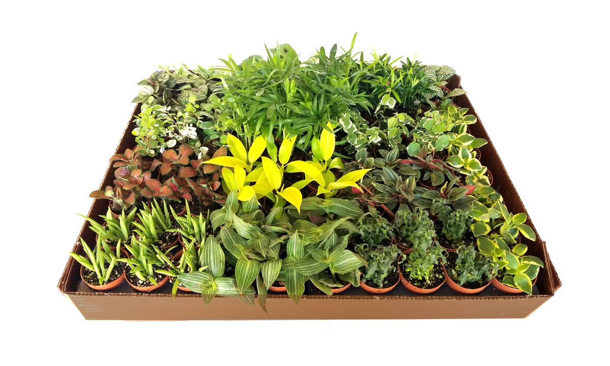 2" Colorful Foliage Live Plant Mix