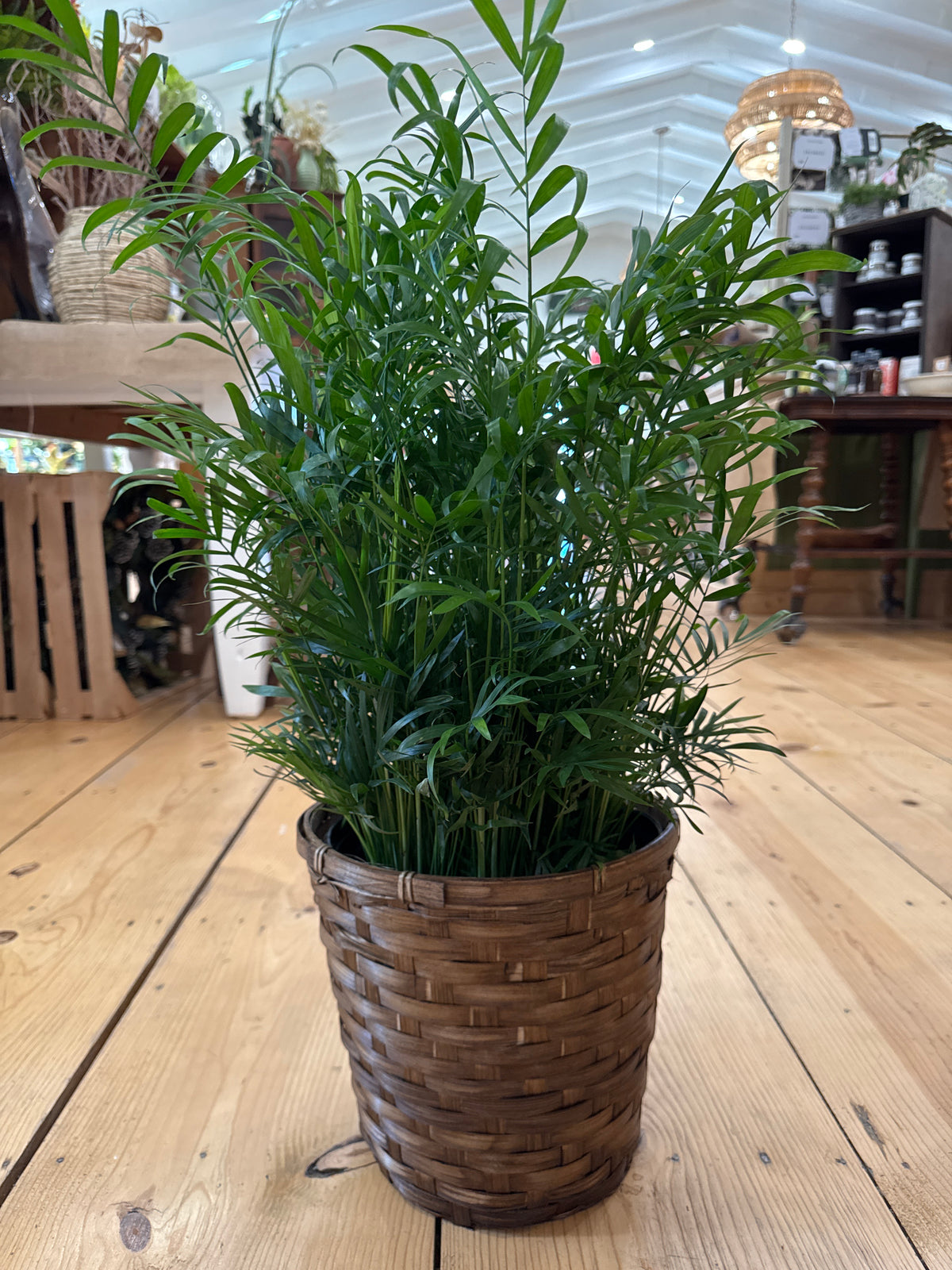 6 inch Plant Basket Gift