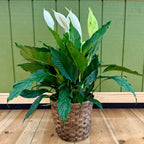 10 inch Gift Plant with Basket