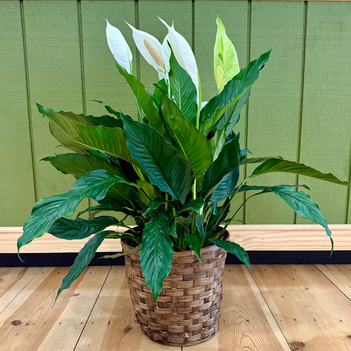 10 inch Farewell Plant with Basket