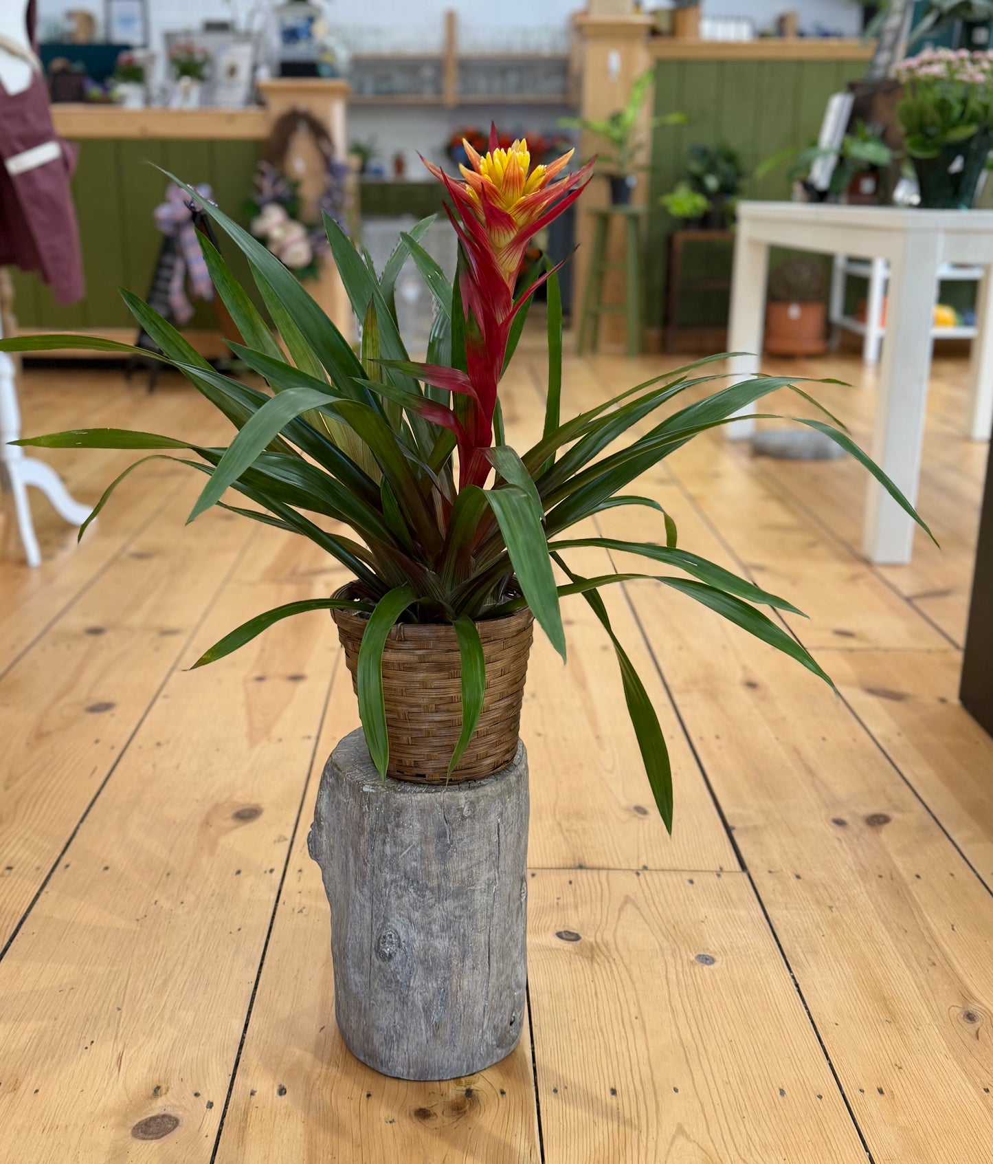 6 inch Plant Basket Gift