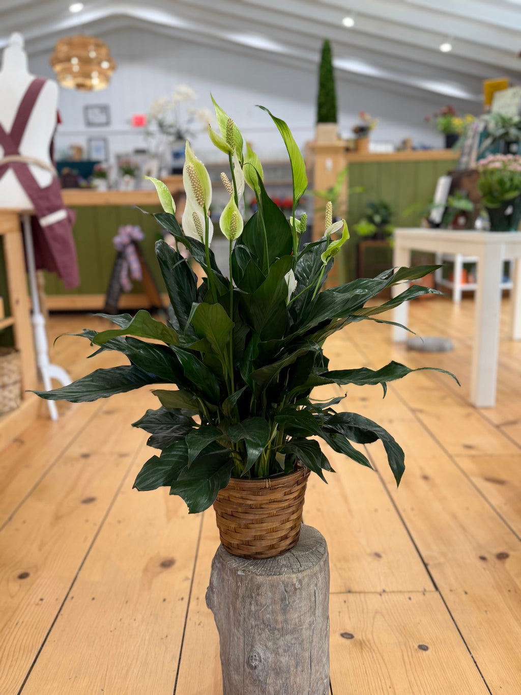 6 inch Plant Basket Gift